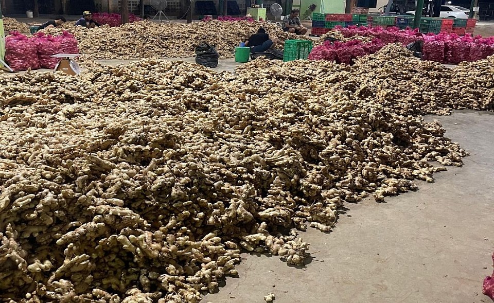 We have quality fresh ginger products available for sale, please contact us.
