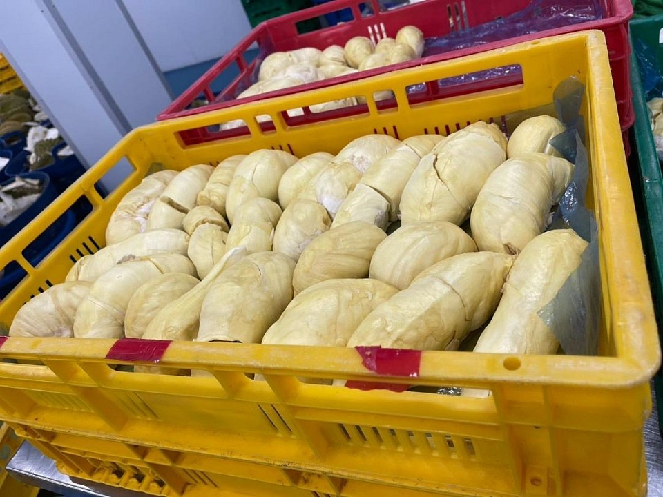Durian ready for export