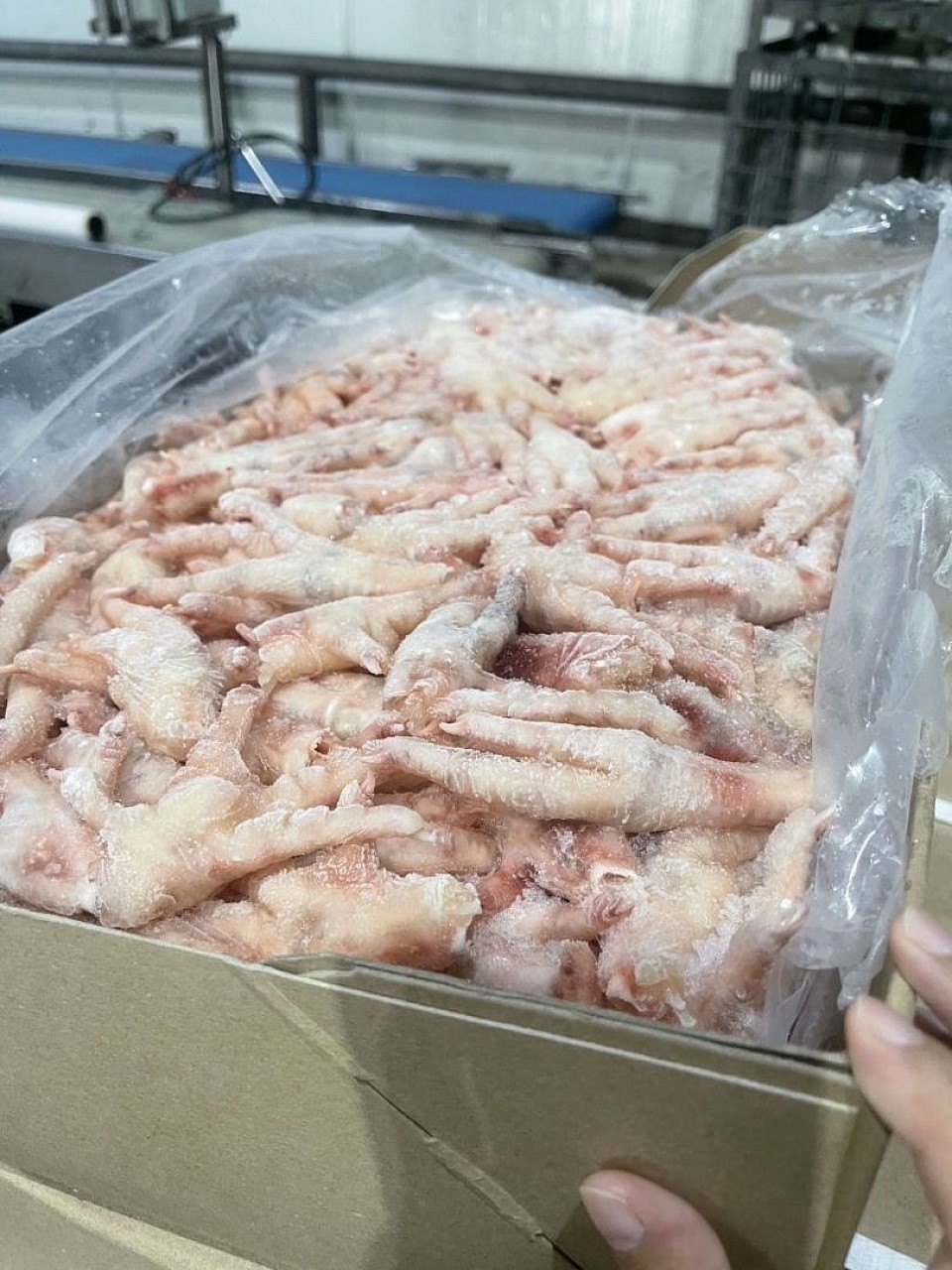 Frozen chicken feet for sale at $2,800 per ton, origin Brazil, ready for sale